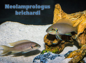 КОРОЛЕВСКАЯ РЫБКА - Принцесса Бурунди (Neolamprologus brichardi) | Эндемики озера Танганьика