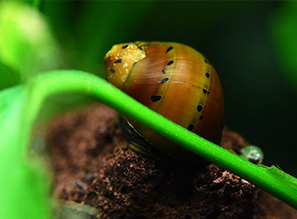 Аквариумные улитки-водорослееды - НЕРЕТИНЫ (Neritina sp.)