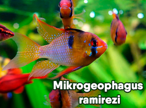 Апистограмма Рамирези - Mikrogeophagus ramirezi | Карликовая цихлида-БАБОЧКА в аквариуме