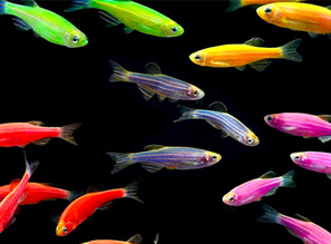 Светящиеся (флуоресцентные) аквариумные рыбки | ДАНИО Glo Fish