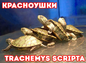 КРАСНОУХИЕ ЧЕРЕПАШКИ | Trachemys scripta | Водная черепаха в террариуме
