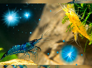 Креветка Блю Дрим | Неокаридина "Голубая Мечта" | Neocaridina Blue Dream Shrimp