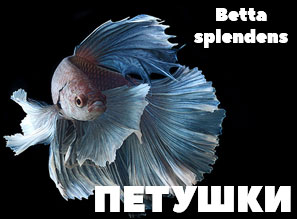 ПЕТУШОК - Бойцовая рыбка (Betta splendens) | Петушок коронохвостый и Супердельта (самцы)
